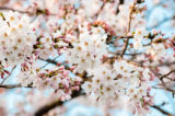 お花見で使える桜（サクラ）に関する雑学23選