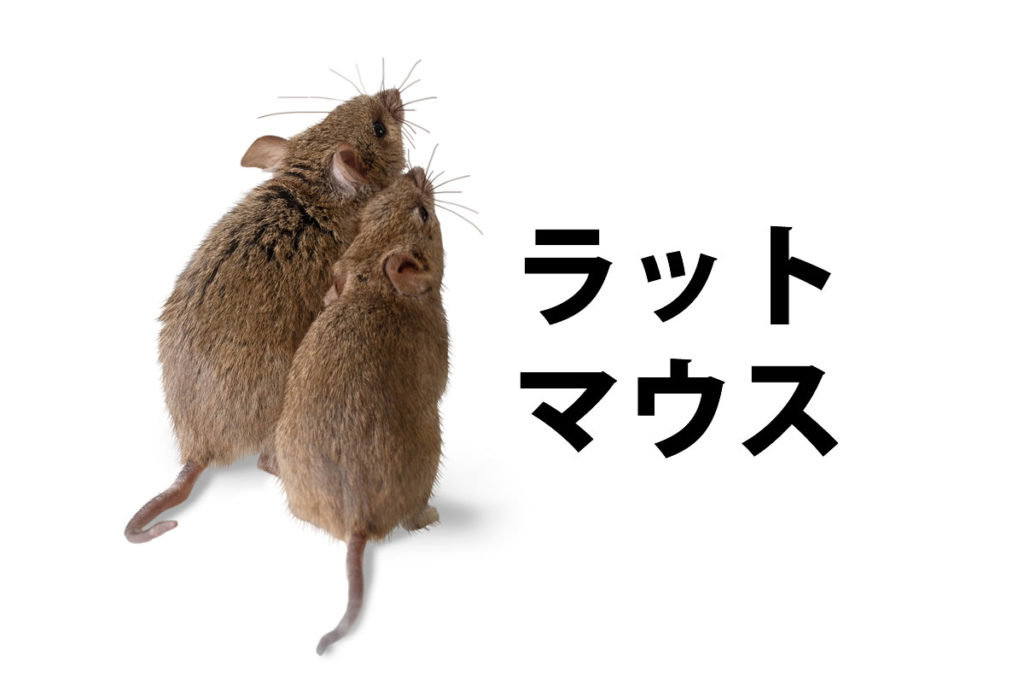 「ラット（rat）」「マウス（mouse）」の意味と違い